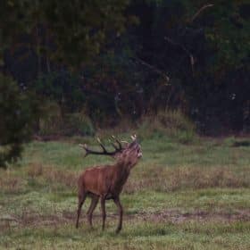 Chambord : au cœur du brame du Cerf